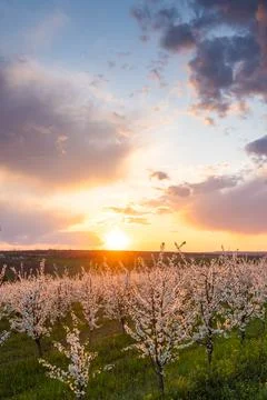 Spring flowering trees at sunset light Stock Photos