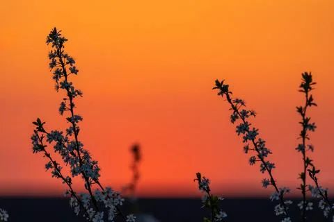 Spring flowering trees at sunset light Stock Photos