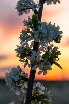 Spring flowering trees at sunset light Stock Photos