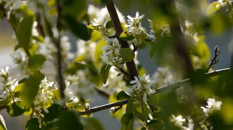 Spring flowering trees3 Stock Footage 50506436