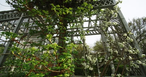 Spring Flowering, White Flowers on Vines Growing on Wooden Trellis Stock Footage 153160128