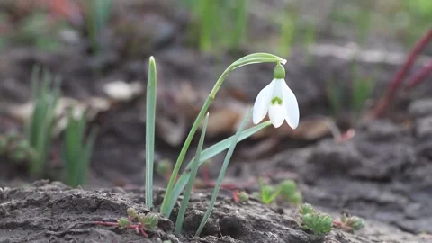 Spring flowering white in sunshine, Common Snowdrop flowers in Spring Forest Stock Footage 261973249