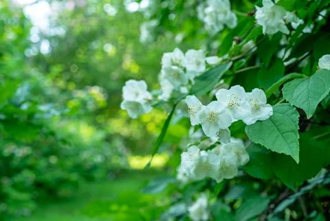 Spring flowering wild apple tree. Branch of a blossoming apple tree. Stock Photos
