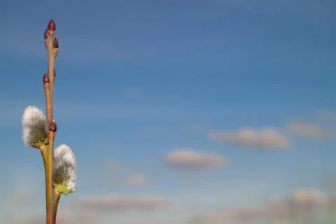 Spring flowering willow on blue sky background Stock Photos