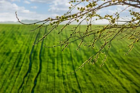 Spring flowering willow branches on a background of winter wheat on a green f Stock Photos