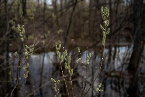 Spring flowering willow close-up Stock Photos