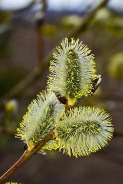 Spring flowering willow in the rays of the setting sun Stock Photos