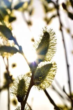 Spring flowering willow in the rays of the setting sun Stock Photos