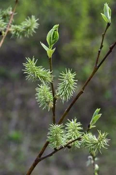 Spring flowering willow in the rays of the setting sun Stock Photos