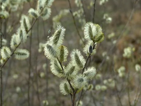 Spring flowering willow tree. Fluffy flowers. Foto stock