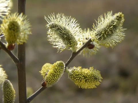 Spring flowering willow tree. Fluffy flowers. Fotos de archivo