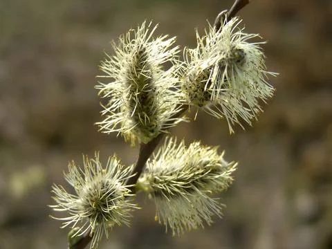 Spring flowering willow tree. Fluffy flowers. Foto stock