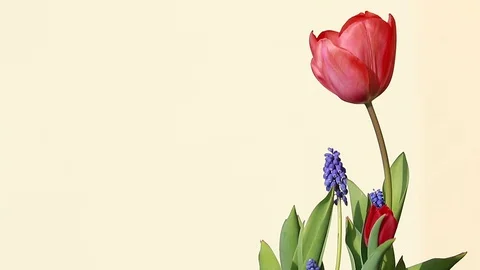 Spring flower:Red tulips and blue Grape Hyacinths (Muscari armeniacum) Stock Footage 128885437