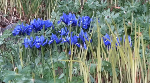 Spring Flowers - 01 - Blue Crocus - Loop Vidéo 35878273