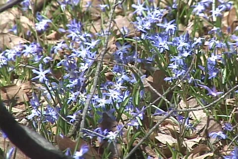 Spring Flowers 01 Stock Footage 113779
