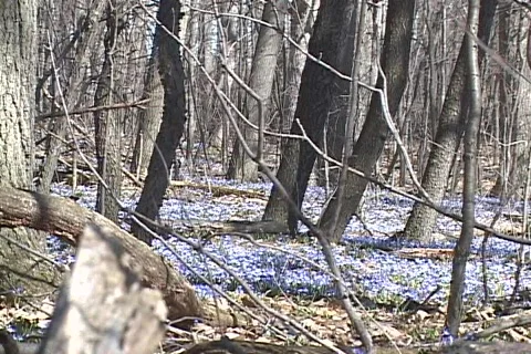 Spring Flowers 02 Video stock 113780