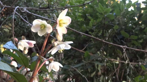 Spring Flowers - 02 - Rock Rose - Loop Vidéo 35879322