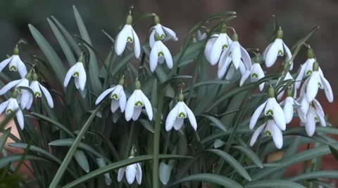 Spring Flowers - 03 - Snowdrops - Loop Vidéo 35880295