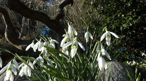 Spring Flowers - 04 - Snowdrops In Forest - Loop Vidéo 35901740