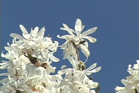 Spring Flowers 05 Stock Footage 114817