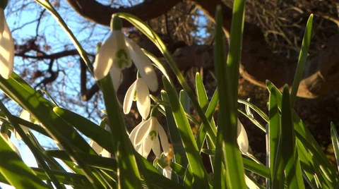 Spring Flowers - 05 - Snowdrops - Loop Vidéo 35912979
