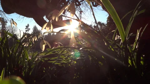 Spring Flowers - 06 - Snowdrops In Sun Rays - Loop Vidéo 35913610