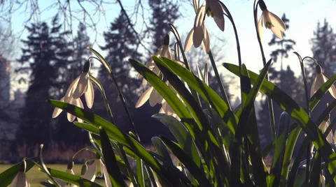 Spring Flowers - 07 - Twilight Snowdrops - Loop Vidéo 35913647