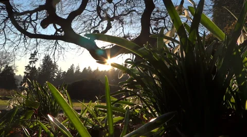 Spring Flowers - 08 - Snowdrops In Sun Rays - Loop Vidéo 35915219