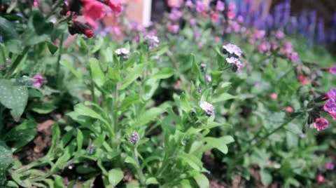 Spring Flowers 1 Stock Footage 12455258