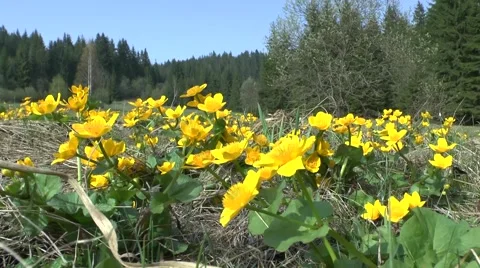 Spring flowers 1 Video stock 46278946