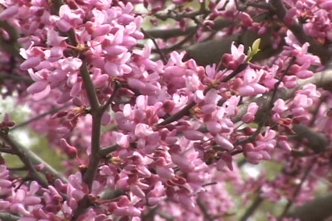 Spring Flowers 12 Stock Footage 116174