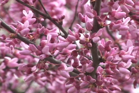 Spring Flowers 13 Stock Footage 116175