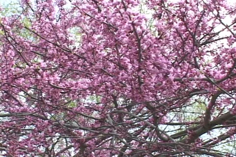 Spring Flowers 14 Video stock 116180