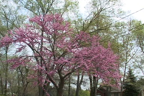 Spring Flowers 15 Stock Footage 116181
