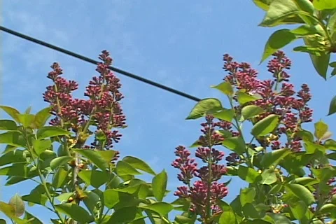 Spring Flowers 17 Stock Footage 116184