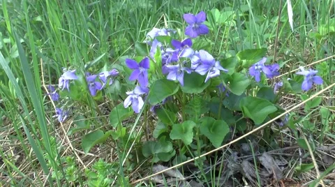 Spring flowers 2 Video stock 46278844