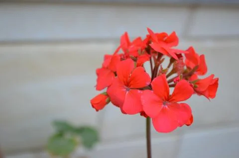 Spring Flowers #2 Stock Photos