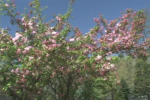 Spring Flowers 20 Stock Footage 116431