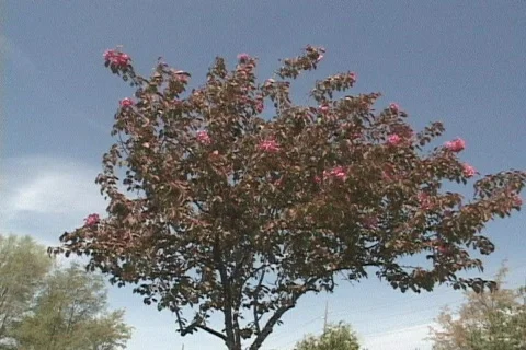 Spring Flowers 22 Stock-Footage 116636