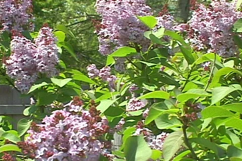 Spring Flowers 24 Video stock 117787