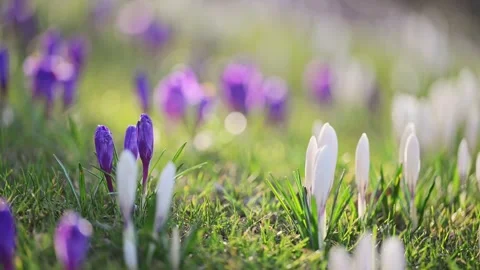 Spring flowers in 4K: crocuses blooming on green grass with sunlight and a soft Stock Footage 297900228