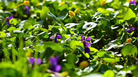 Spring flowers. 4K. FULL HD, 4096x2304. 库存影片 36832596