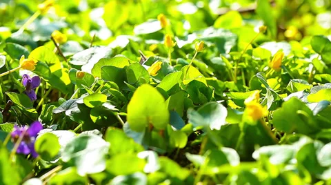 Spring flowers. 4K. FULL HD, 4096x2304. Stock Footage 36834305