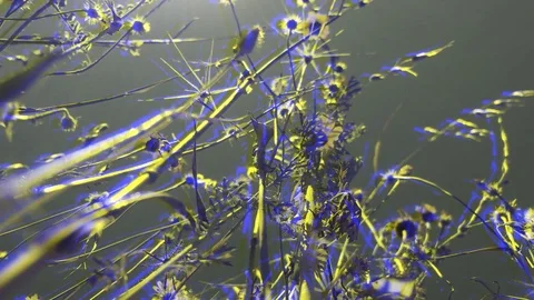 Spring flowers abstract Stock Footage 127236850