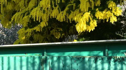 Spring flowers of Acacia dealbata tree sway in the wind. Stock Footage 265861073
