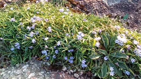 Spring flowers among stone rocks Stock Footage 239334085