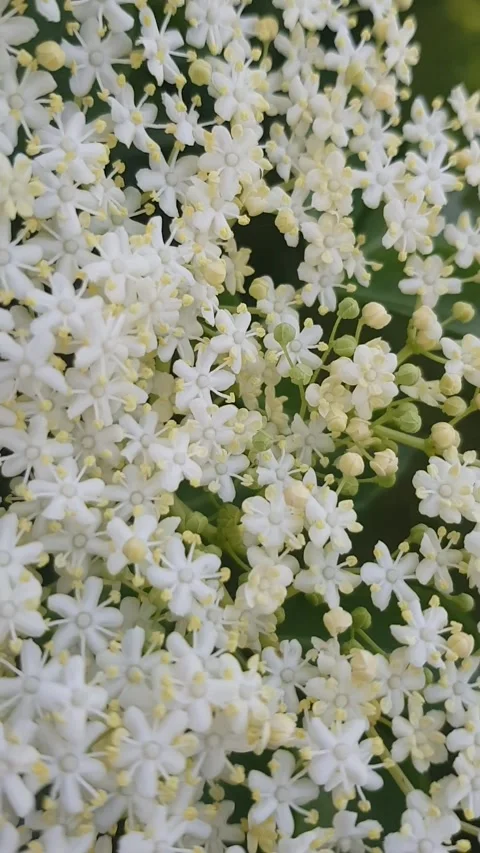 Spring Flowers and Beads Macro Stock Footage 296074718