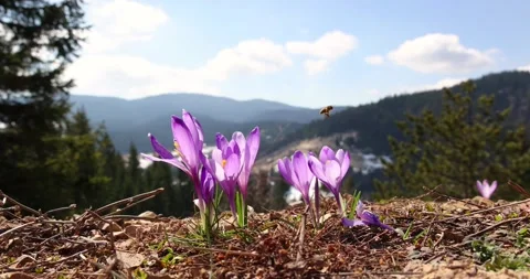 Spring flowers and bees on the mountain Video stock 151740753