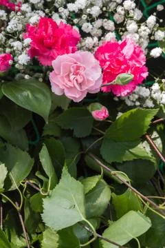 Spring flowers and carnations Stock Photos