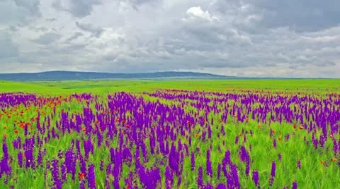 Spring flowers and a cloudy sky Stock Footage 11136926